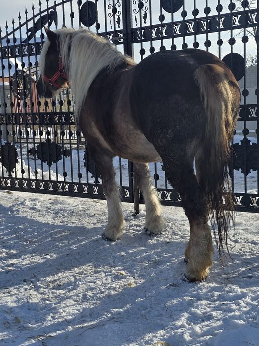 Vând mânză de 4 ani.