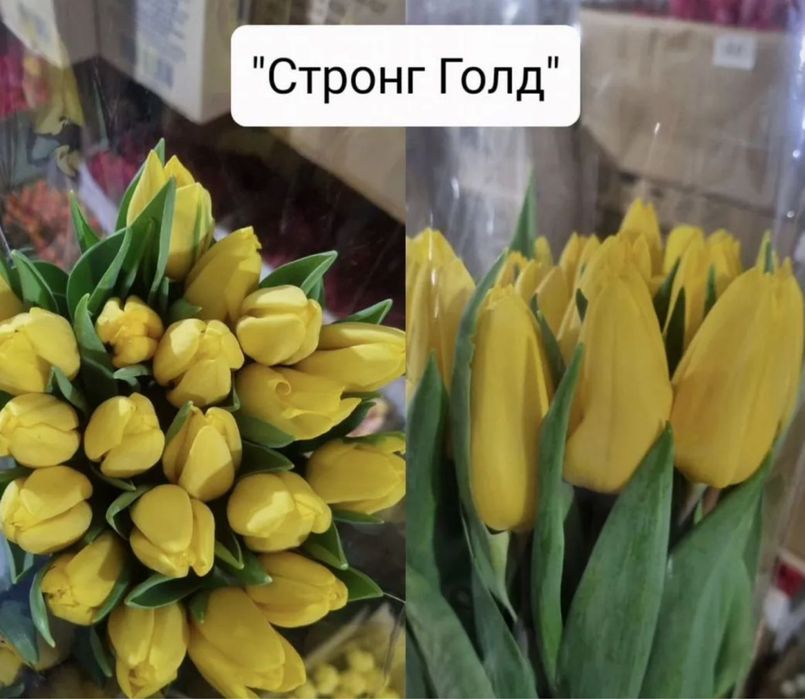 Цветы тюльпаны Астана правый берег