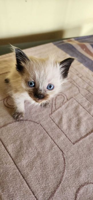 Сиамская кошечка