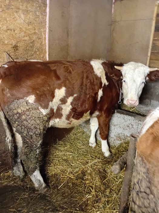 Vind vitea baltata de 1 an