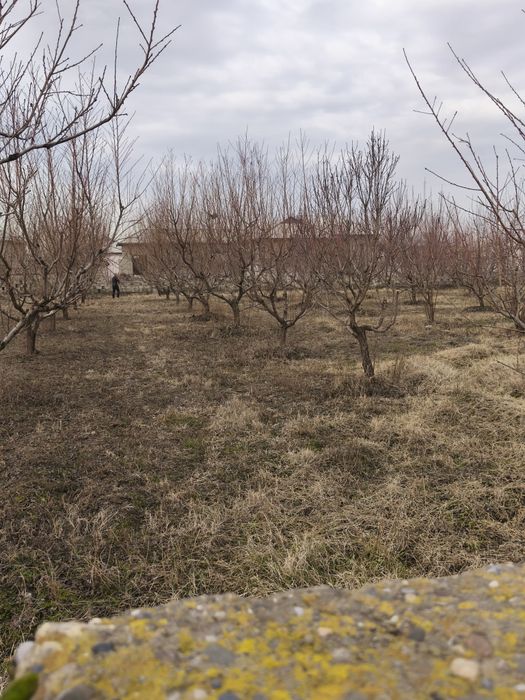 9 sotix yer, chelak sh, sortoy