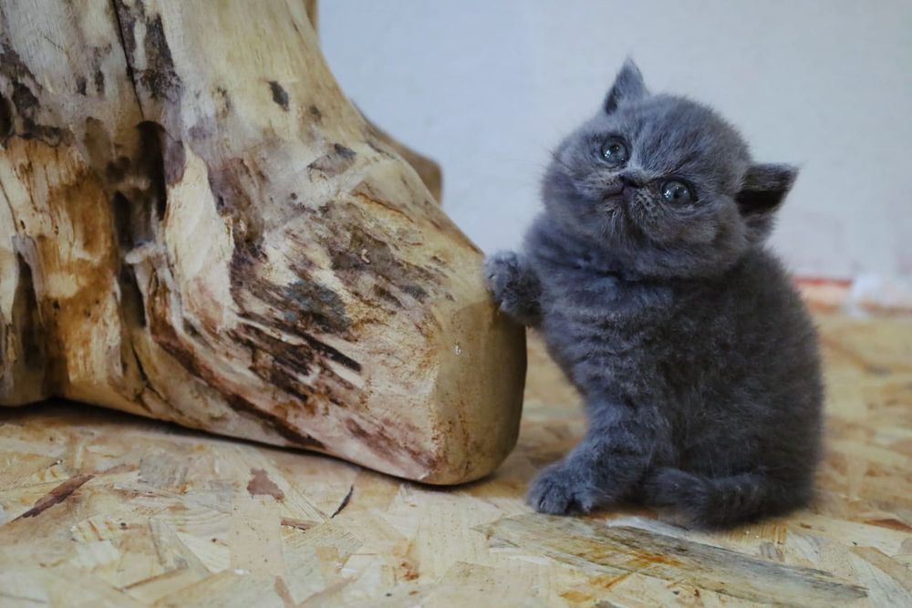 Britskorthaar kittens