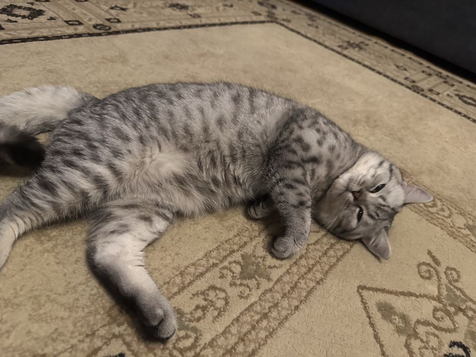 Ищем кошку для кота