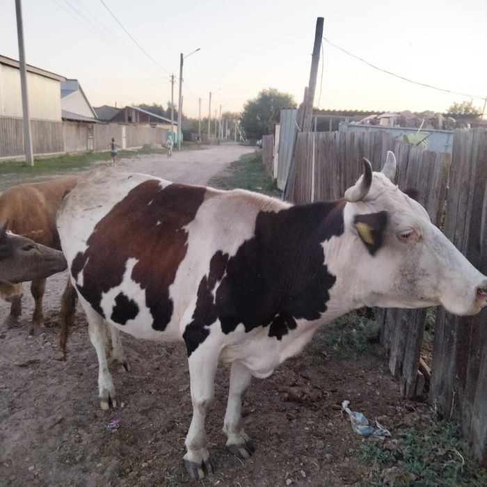 Продам корову . 7 отел