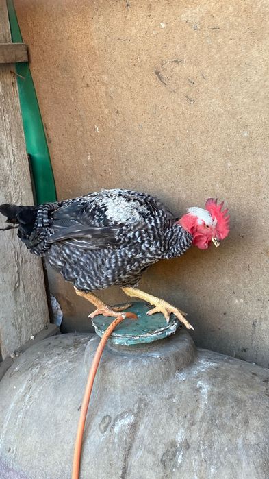 Cocoșii de vânzare