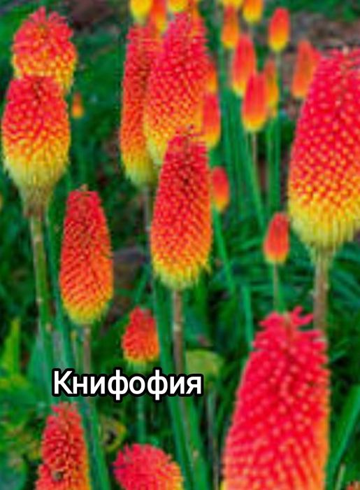 Продам Цветы садовые