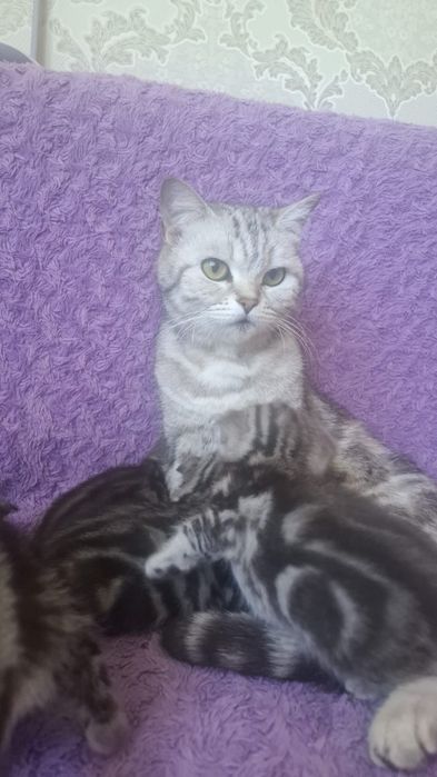 Продам котят шотландских