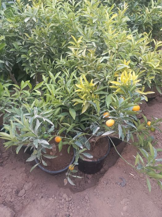 Limon apilsin mandarin kivi