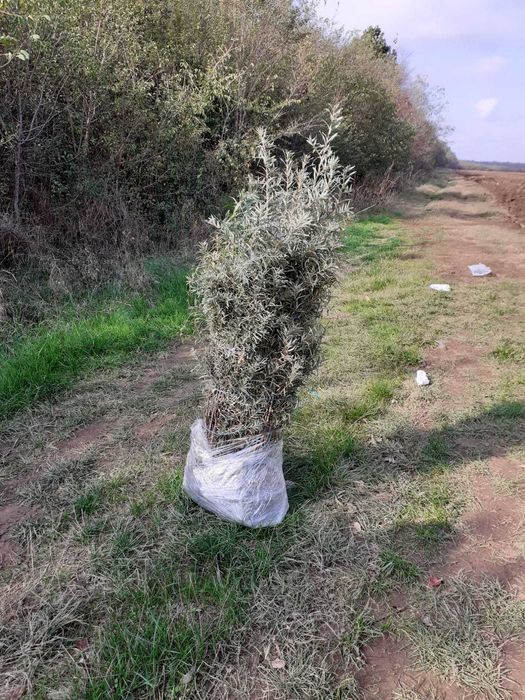 Butasi De Catina 1 an Clara/Serpei/Mara/Serpei  BIO