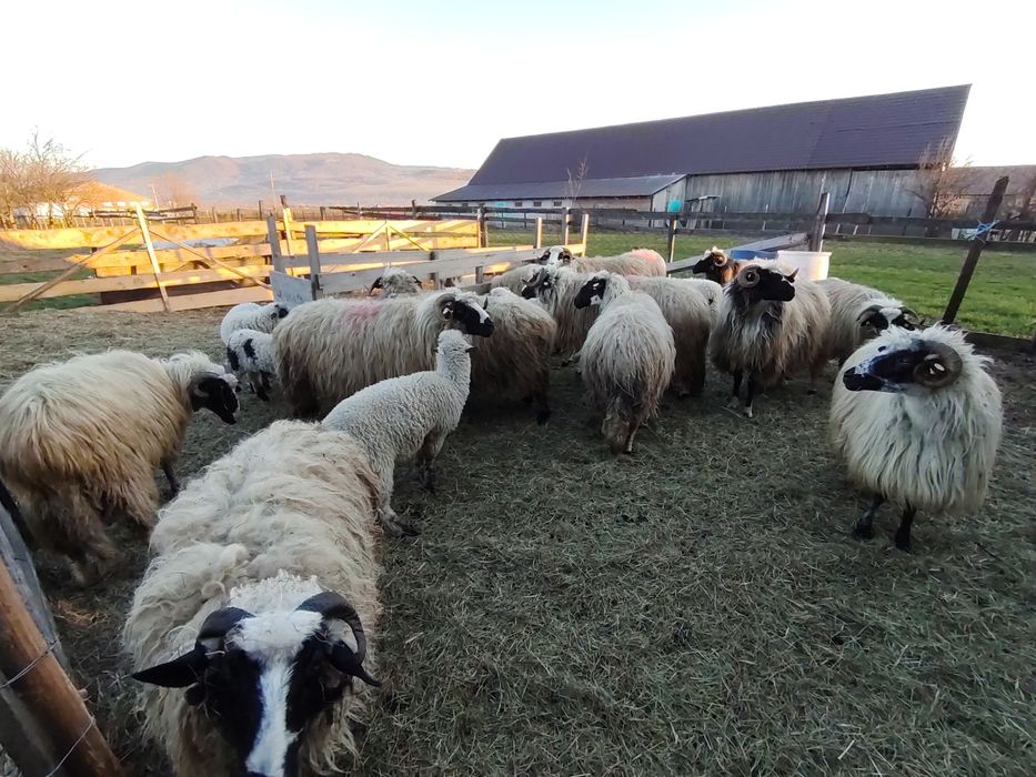 Vînd 12 oi și miei