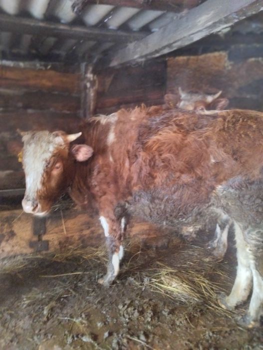 Продам быка 480000