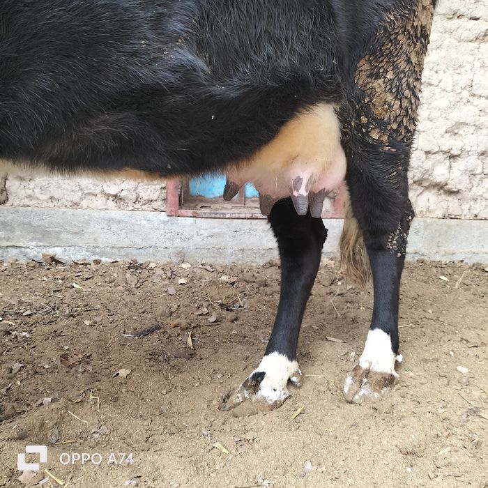 Сауын сиыр бузауымен