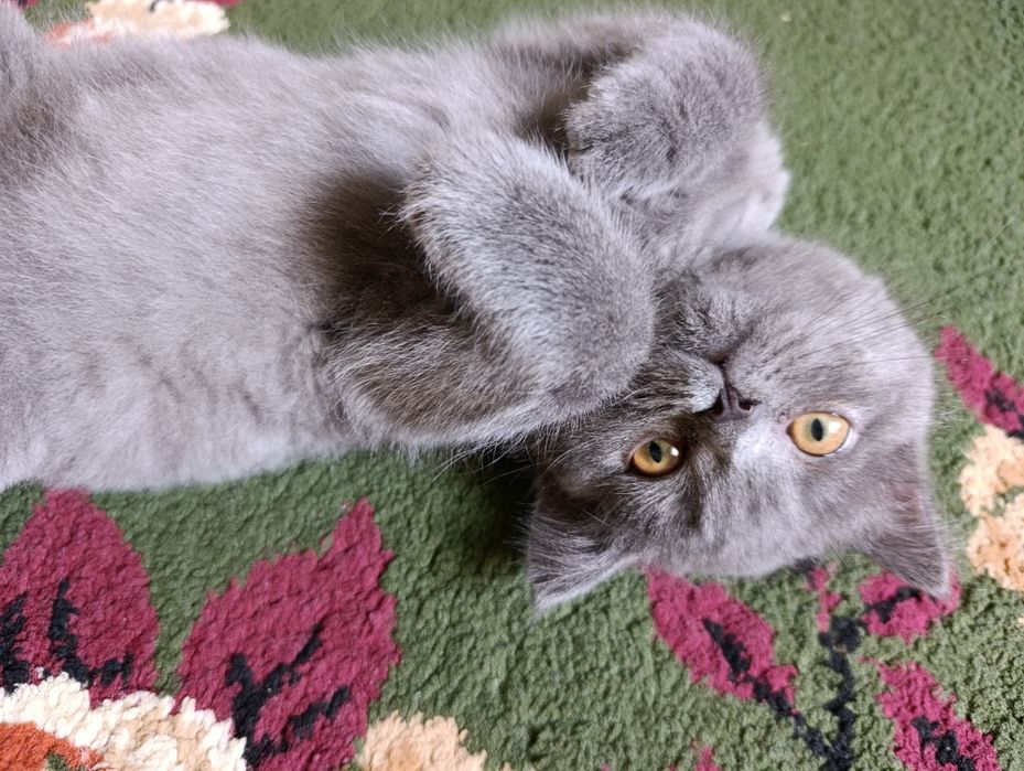 Котёнок породы британская