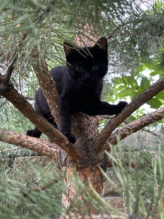 Котята от мышеловки