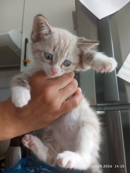 Продам сиамского котенка