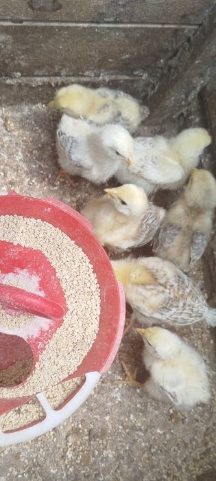 Pui casa.    rasă mixtă  17 lei carne sau ouă