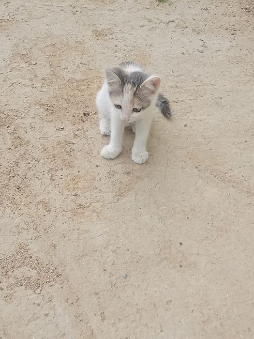 Марғаулар, Котята