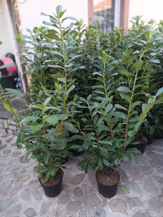 Vând laur englezesc la ghiveci