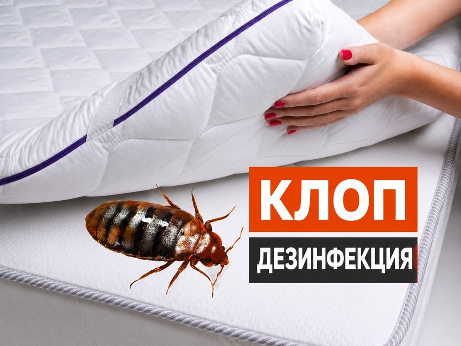 Клопы Тараканы Муравьи Грызуны
