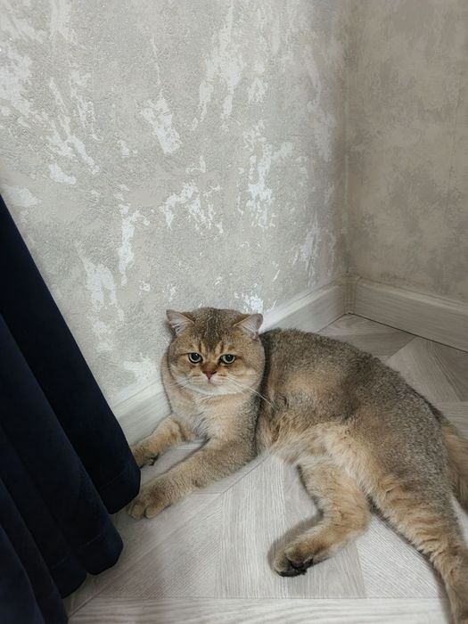 Shinshilla ny 11 ny 12 er xotin ikkalasi 8 mln