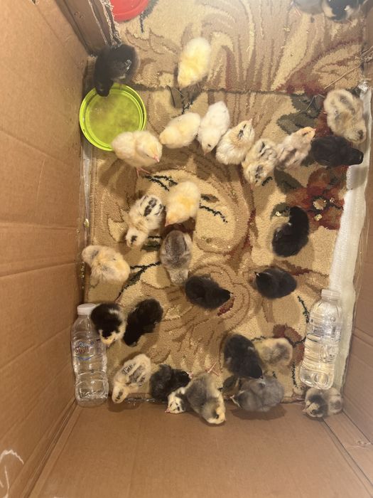 Цеплята домашние