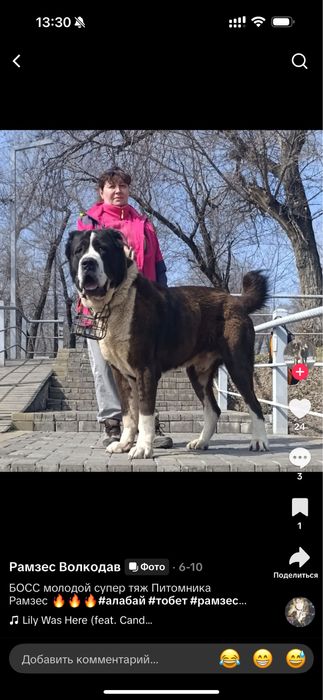 Продается Алабай Буч !молодой Щенок