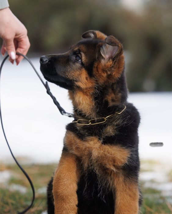 Щенок немецкой овчарки