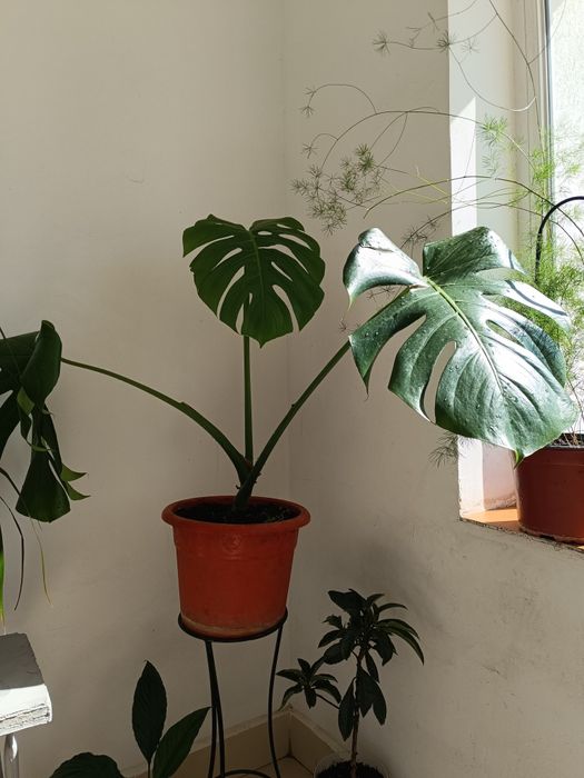 Plante de apartament/ casă
