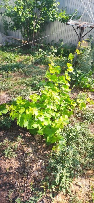 Продам дом не дорого торг есть