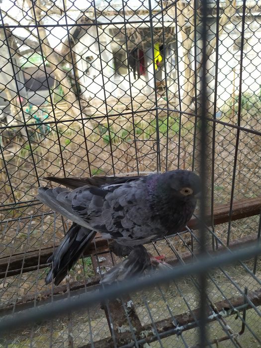 Голубь,  челкарь.