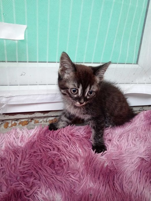 Котенок мальчик ищет дом.