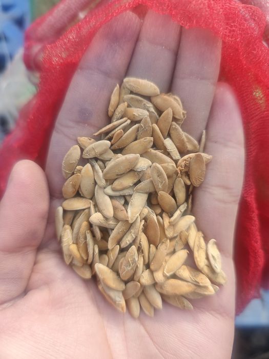 Семена дыни продам