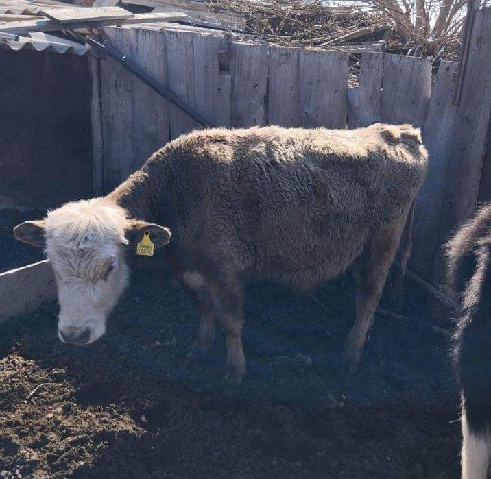 Продам бычков  .