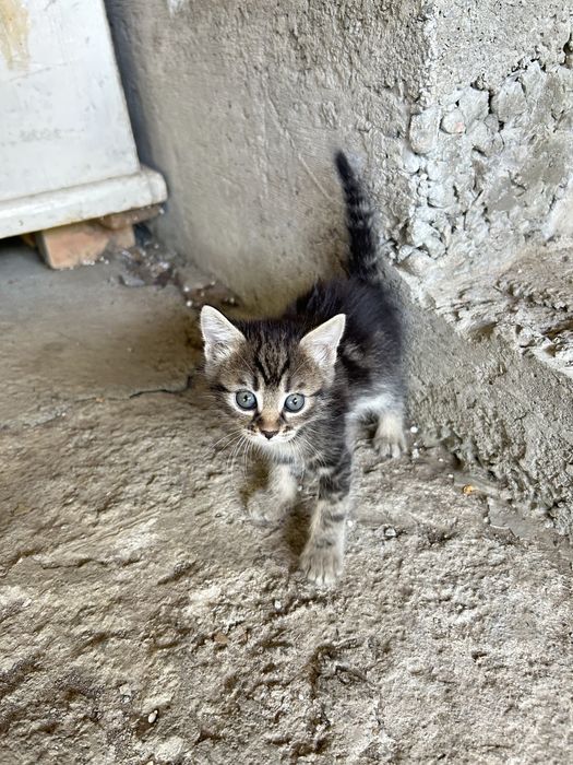 Котята