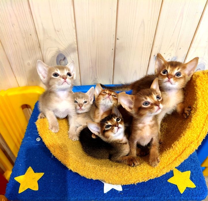 Абиссинские шикарные котята
