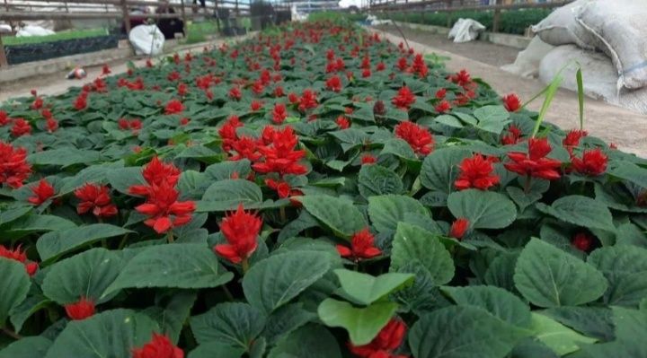 Gul bor ekib ham beramiz bezatip