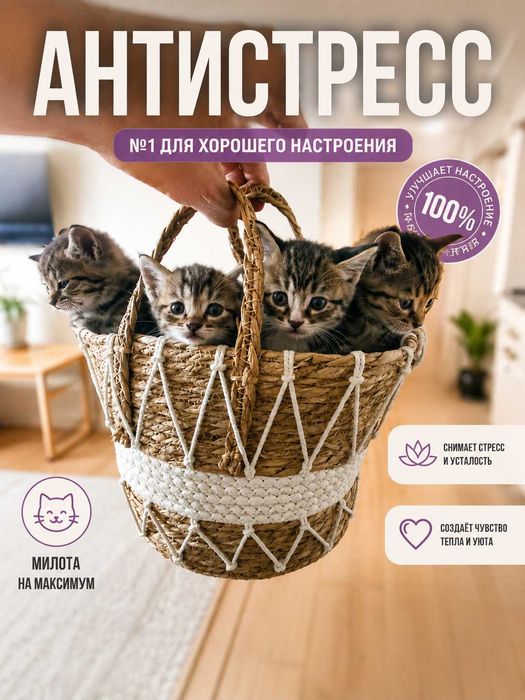 Котята 1.5 мес 4 штуки