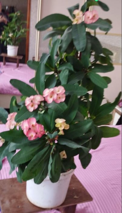 Комнатное растение молочай миля