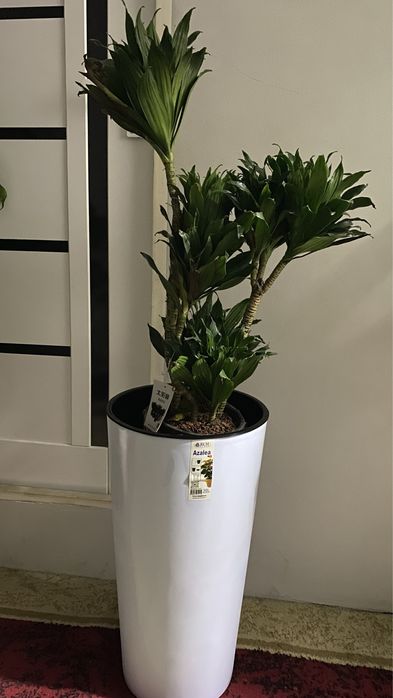 Цветы офисные и комнатные!!! Акция!Фикус шеффлер бенджамин трахикарпус