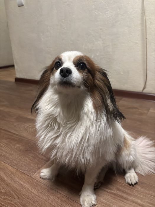 Продам  папийона