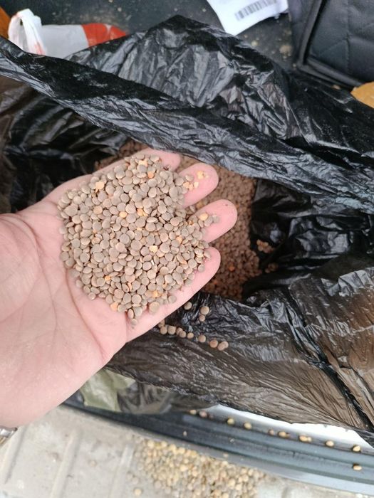 Ячмень.Платный чат! Все корма