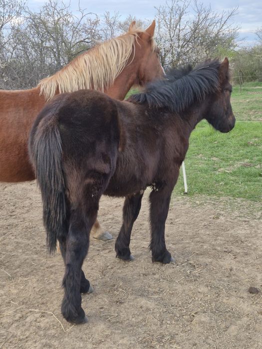 Manz negru de vanzare