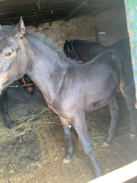 Vand o noatina de 2 ani si un noatin de 8 luni