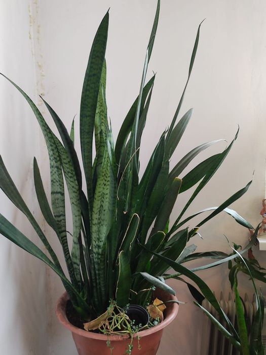 Срочно продаються комнатные цветы в саязи с выездом