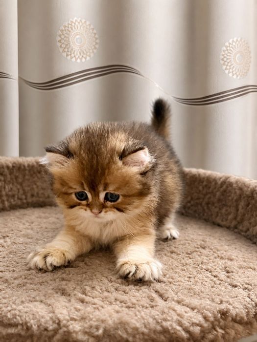 Британские котята шиншиллы