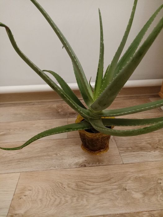 Алоэ комнатные цветы