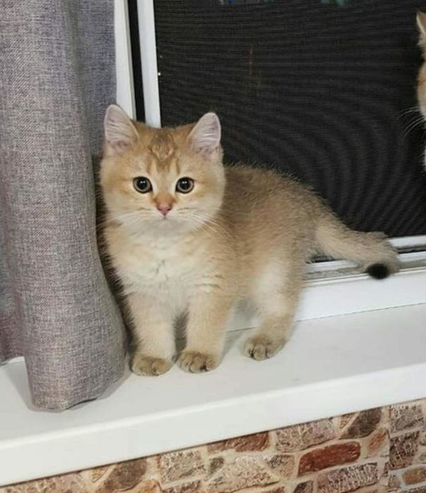 Британские котята золотые шиншиллы