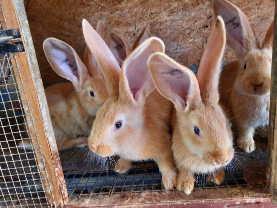 Iepuri urias german galben