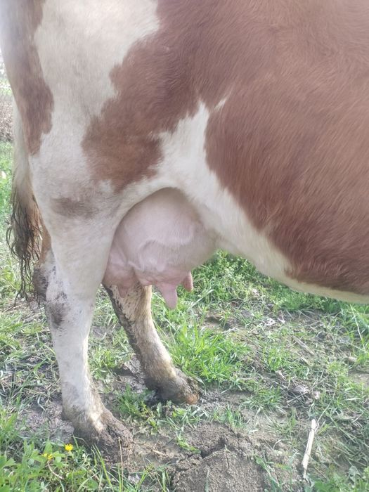 Vând  vaca de 7 ani blândă  genstata  de 3 luni  jumate