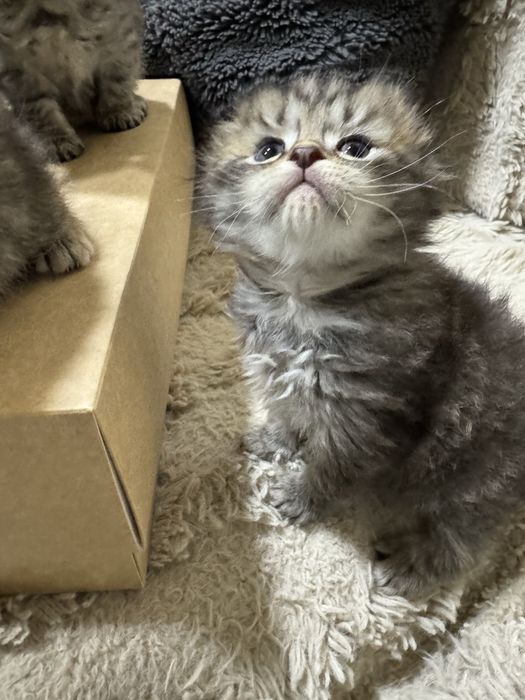 Sotamiz mushu  1,5 oy  parodase gibrit sokoch pold bilan bingalskiy